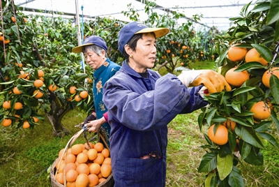 今日象山数字报-茅洋红美人柑橘产量达12.5万