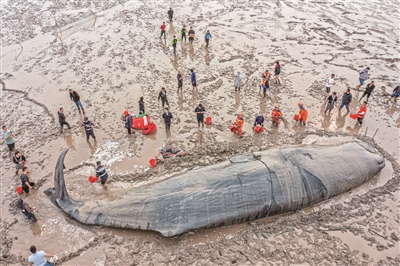 20米罕见抹香鲸搁浅石浦海滩